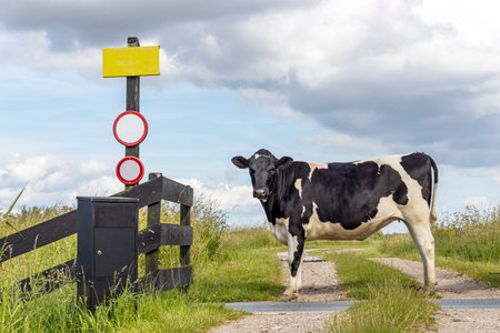 Young cow on a path in a field black and white, a gate and traffic signs, heifer milk cattle, a blue skyの写真素材