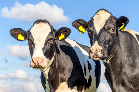 2 Cows heads side by side, tender portrait of two cow lovingly together, with dreamy eyes, black and white with cloudy blue sky backgroundの写真素材