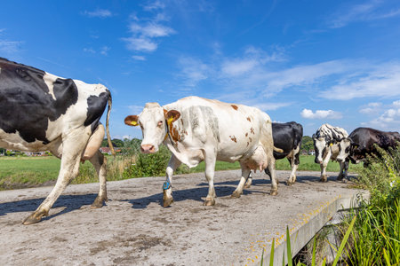 A group of cows walking in a row over the bridge to be milked, large udder, blue sky in the Netherlandsの写真素材