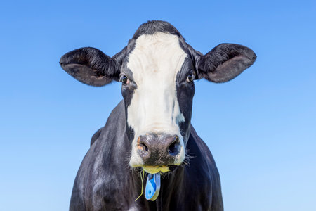 Cow head, black and white friendly innocent looking in front of a blue skyの写真素材