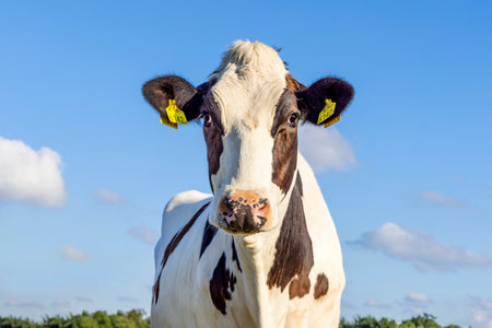 Cow portrait, black and white with blaze and pink nose and friendly expression, in front of a blue skyの写真素材