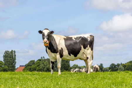 Cow standing full length in side view, Holstein milk cattle black and white, a blue sky and horizon over land in the Netherlandsの写真素材