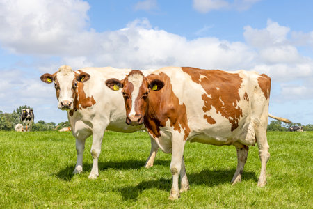 Two cows looking curious, side by side, red and white, in a green field under a blue sky and horizon over landの写真素材