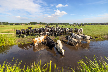 Herd cows swimming taking a bath in a creek, reflection in the water of a ditch, a group cooling down and drinkingの写真素材