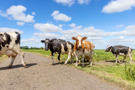 Row of cows pass a path in a meadow under a blue sky, herd one after the other, walking on their way to the milking robotの写真素材