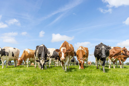 Cows grazing and walking towards the camera in a row, a wide view, a pack black white and red, herd in a green fieldの写真素材