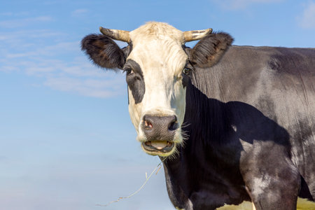 Cow portrait black and white, mouth open saying moo,horns and looking at the cameraの写真素材