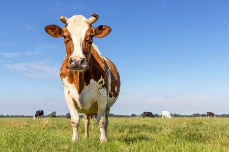 Horned cow standing full length in front view and copy space, milk cattle red and white, a blue sky in a field, horizon in the Netherlandsの写真素材