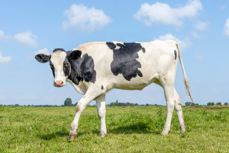 Playful calf cow passing in field standing on green grass in a meadow, pasture, a blue skyの写真素材