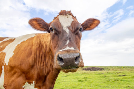 Beef cow head, a mature and calm red one, friendly and calm expression, a sky backgroundの写真素材