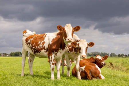 Three calves standing and lying down together, tender love portrait of young cows, in a green meadow under a cloudy overcast skyの写真素材
