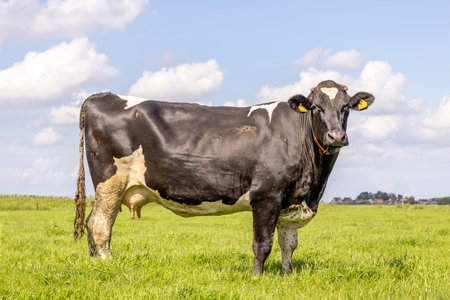 One cow full length side view in a field black and white, standing milk cattle, a blue sky and green grassの写真素材