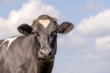 One cow head black and white, looking friendly, in front of a blue skyの写真素材