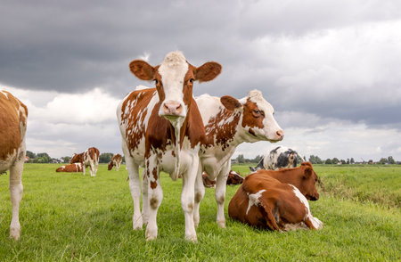 3 cow calves together, portrait of young cows, in a green meadow under a cloudy blue sky and a horizonの写真素材