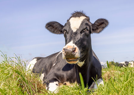 One cow lying down, showing teeth while chewing, relaxed and happy in the green grass field in the Netherlandsの写真素材