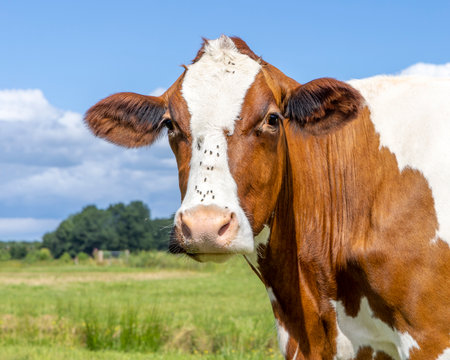 Cow portrait with flies, a cute and young red one, with white blaze and pink nose and looking friendly at the cameraの写真素材