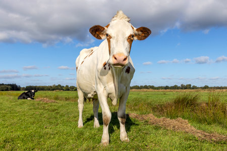 White cow standing full length in front view and copy space, cows in background, green grass in a field and a blue overcast skyの写真素材