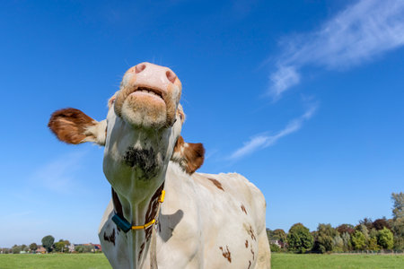 White cow is sniffing head up lifted, moo in the air, large pink nose, milk cattle and blue skyの写真素材