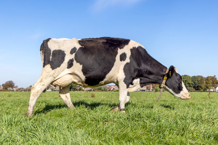 Walking cow grazing in a field, black and white spotted coat, fully in focus, full length side view, round pink udder and blue sky, green grassの写真素材