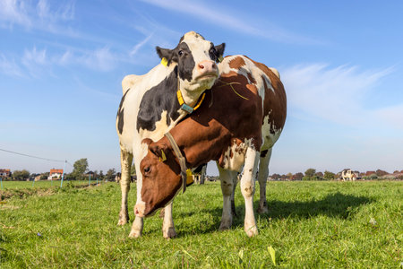 Cute cows cuddling, tender scene of two cow lovingly together, with dreamy eyes, black red and white with blue sky backgroundの写真素材