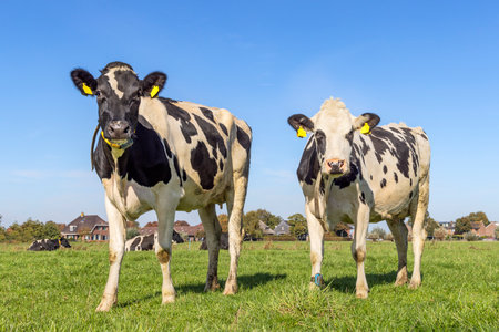 2 Cows black and white, standing full length, in the Netherlands, friesian holstein in a green field and a blue sky, horizon over landの写真素材