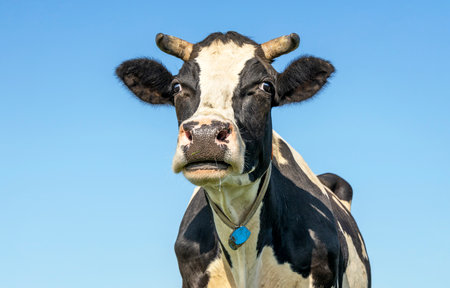 Horned cow, black and white copy space, looking stressful and troubled, a blue sky backgroundの写真素材