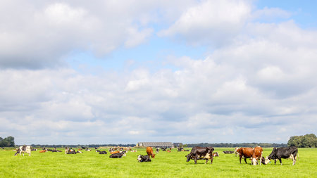 Dairy cows grazing in the pasture, peaceful and sunny in Dutch landscape of flat land with a blue high sky and cloudsの写真素材