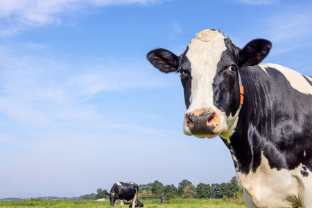 Cow head medium shot, looking pretty friendly, black and white, and blue background with copy space, edge right sideの写真素材
