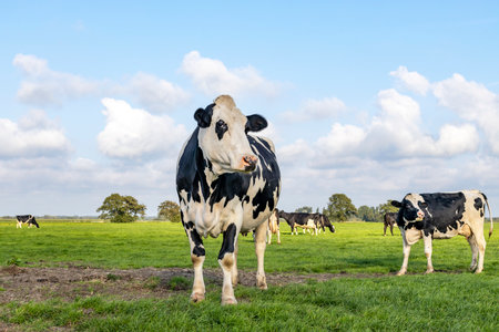 Cow standing full length in front view, Holstein cattle cattle black and white, standing dairy livestock, in a green pastureの写真素材