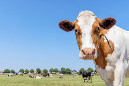 Head of a cow in a meadow against the blue sky.の写真素材