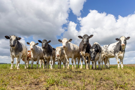 Cows group side by side in front row, a black and white herd together in a field, happy and joyful and a blue cloudy skyの写真素材