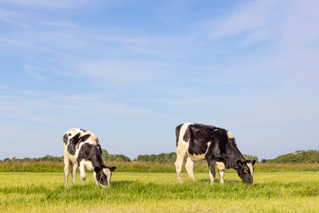 Two happy cows quietly grazing, black and white in a green pasture and a blue skyの写真素材