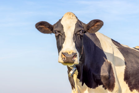 Milker cow, milker cattle black and white, head shot of Holstein livestock, and a blue skyの写真素材