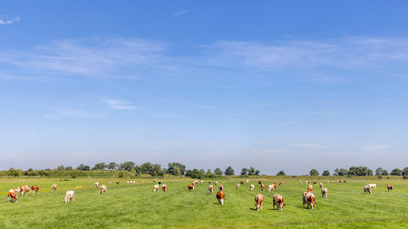 Herd of cows grazing in the pasture, peaceful and sunny in Dutch landscape in Holland of flat land with a blue skyの写真素材