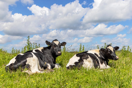 Dairy cows lazy lying down in the grass, cozy relaxed next to each other, black and whiteの写真素材