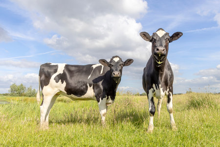 2 Cows heifer black and white, standing front and side view, in the Netherlands, friesian holstein and a blue sky, horizon over landの写真素材