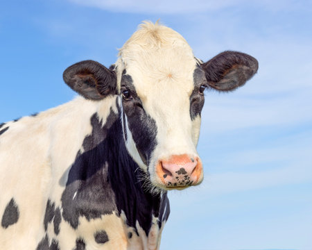 Cute cow black and white, dairy milker looking tender, medium shot, pink nose and blue skyの写真素材