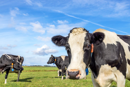 Dairy cow coming towards, looking curious, face approaching at the right edge of a field, black and white and a blue skyの写真素材