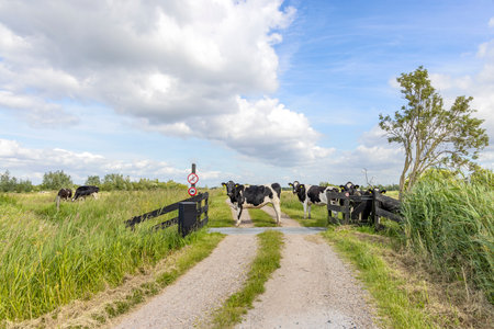 A pack dairy cows passing cattle grid road, crossing path and gate open in agricultural land, bright green meadow with high sky with clouds in the background and copy spaceの写真素材