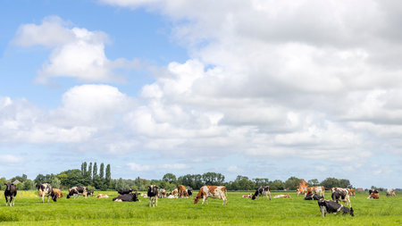 Milker cows grazing in the pasture, a group peaceful and sunny, a herd in Dutch landscape of flat land with a wide blue sky with white cloudsの写真素材