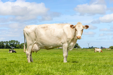 Milk cow, side view, horizon, fully length in focus looking at the camera, blue sky and a green fieldの写真素材