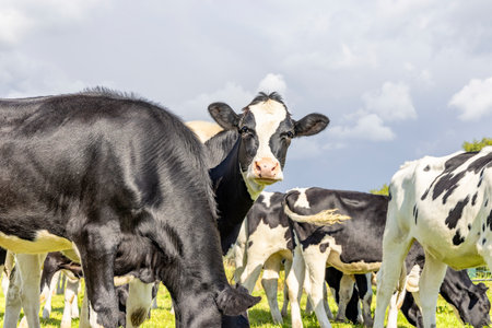 Cute cow head in the middle of a group of cows, dairy black and white milker looking up and a blue skyの写真素材