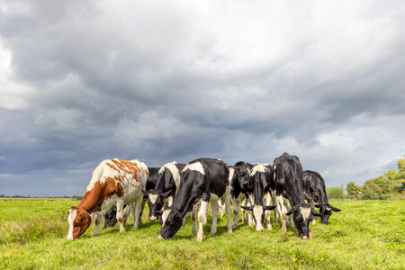 Group cows grazing in a field, happy and joyful and a blue sky, heifer eating in a row next to each other in a green meadowの写真素材