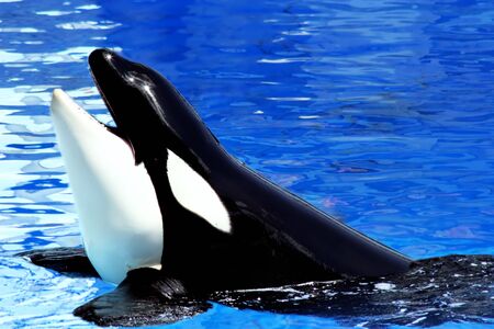 Orcinus Orcaの写真素材