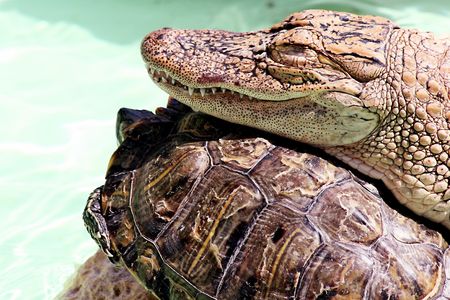 The Alligator and the Turtle: good friends の写真素材