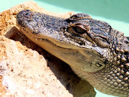 Alligator's portraitの写真素材