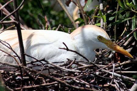 American Egret in the nestの写真素材