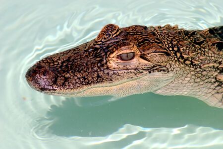 Alligatorの写真素材