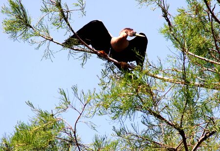 Strange birdの写真素材