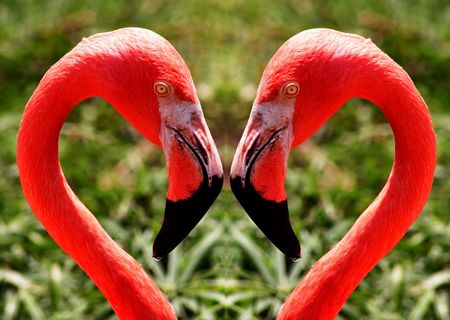 Twin flamingosの写真素材